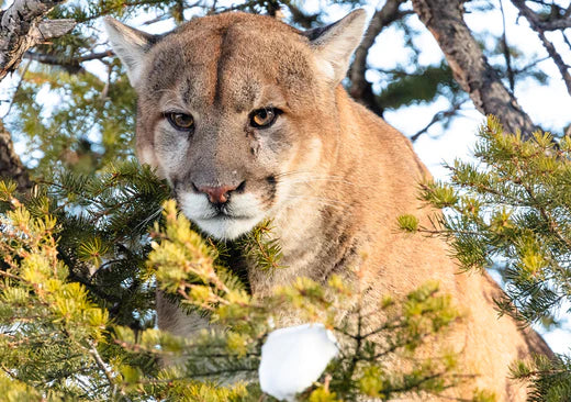 追踪黃石公園王者級的貓科動物──美洲獅